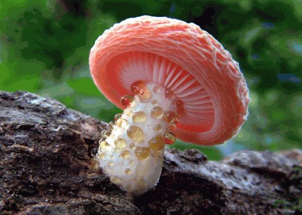 Die besten 100 Bilder in der Kategorie natur: Pilz