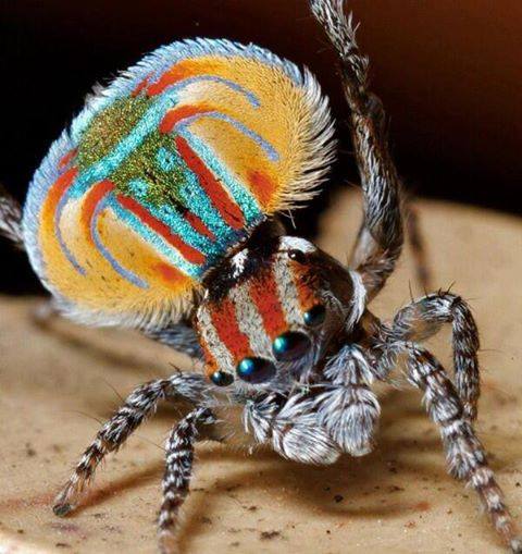 Die besten 100 Bilder in der Kategorie tiere: Bunte Spinne