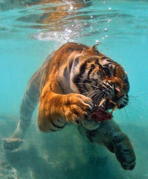 Tiere Tiger Unter Wasser Die Besten 100 Bilder In Vielen Kategorien