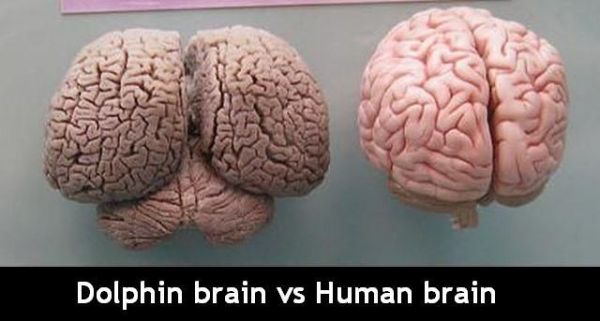 Allgemein Delphin Gehirn Im Vergleich Zu Menschlichem H Die Besten 100 Bilder In Vielen Kategorien