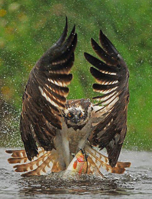 Adler auf Fischjagd