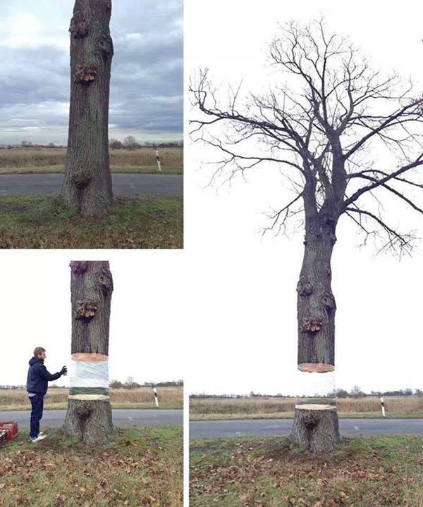 Die besten 100 Bilder in der Kategorie kunst: Baumkunst