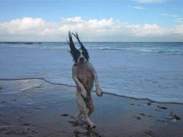 Springender Hund am Strand