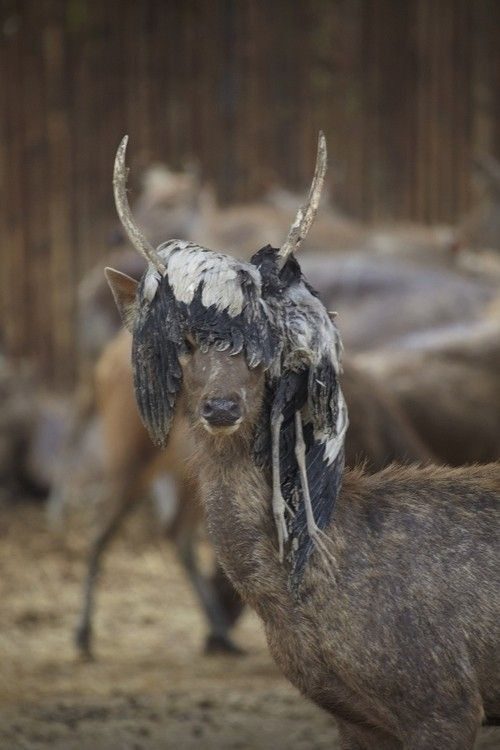 Die besten 100 Bilder in der Kategorie tiere: Reh mit Federgeweih