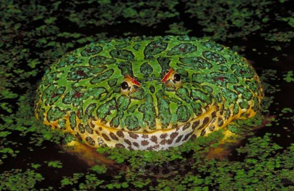 Die besten 100 Bilder in der Kategorie tiere: Frosch