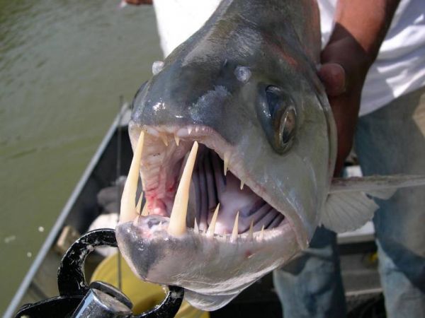Die besten 100 Bilder in der Kategorie fische_und_meer: Zahn, Monster, Fisch