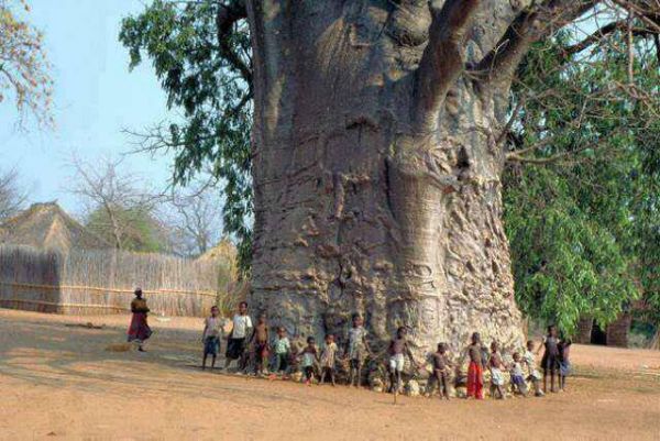 2000 Jahre, SÃ¼dafrika, Baum, Lebens