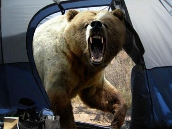 Die besten 100 Bilder in der Kategorie gefaehrlich: Camping Nightmare, Puh der BÃ¤r, Zelten, BÃ¤ren, Angriff