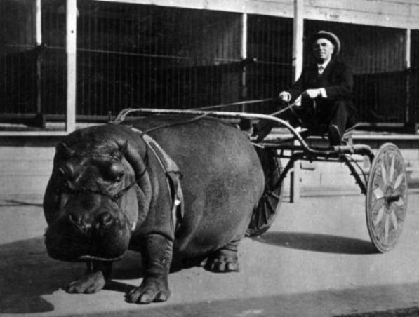 Flusspferd-Jockey, Hippo, Gespann