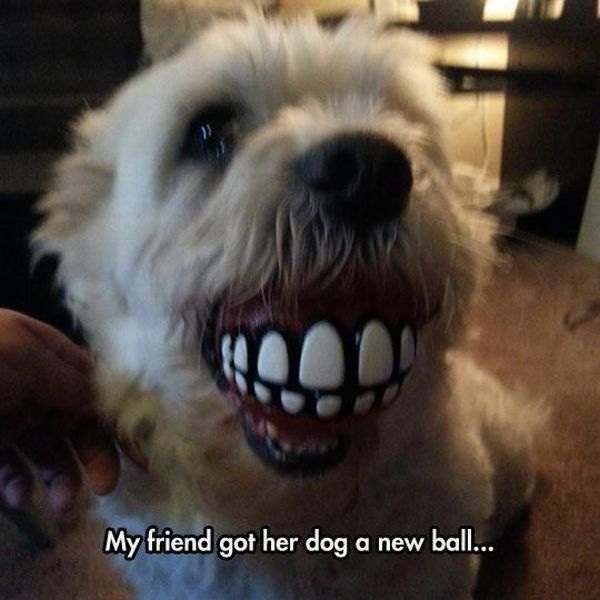 ZÃ¤hne, Ball, Hunde, Optische TÃ¤uschung,  Lustig, funny