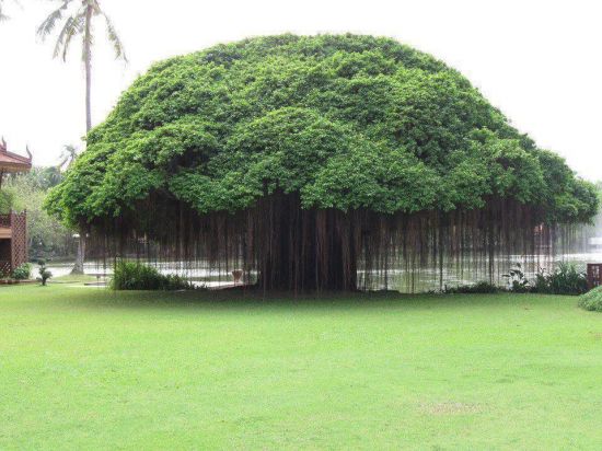 Die besten 100 Bilder in der Kategorie baeume: Baum, Pilz