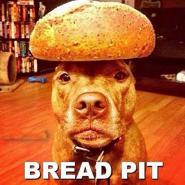 Die besten 100 Bilder in der Kategorie hunde: Bread Pit, Pitbull, Hund, Brot