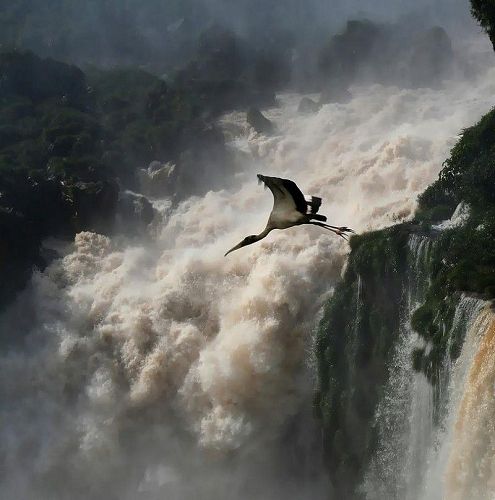 Wasserfall mit Storch