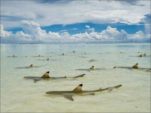 Die besten 100 Bilder in der Kategorie fische_und_meer: Haie, Paradies, Meer, Scharzspitzenhaie