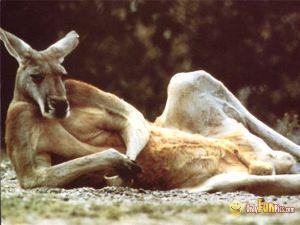 Kangaroo, relaxing