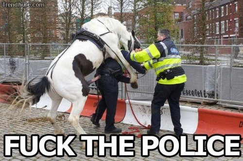 Polizei, Pferd