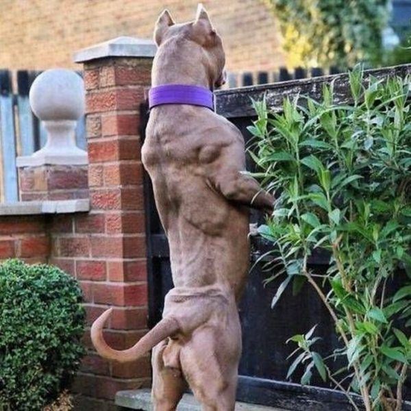 Hund, Muskeln