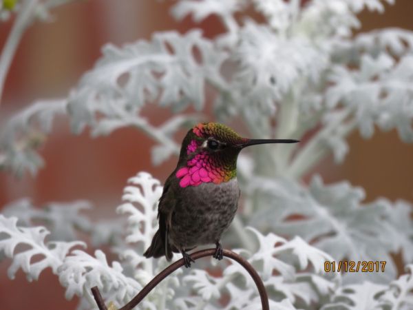 Die besten 100 Bilder in der Kategorie voegel: Kolibri, hÃ¼bsch, farbenfroh, Vogel