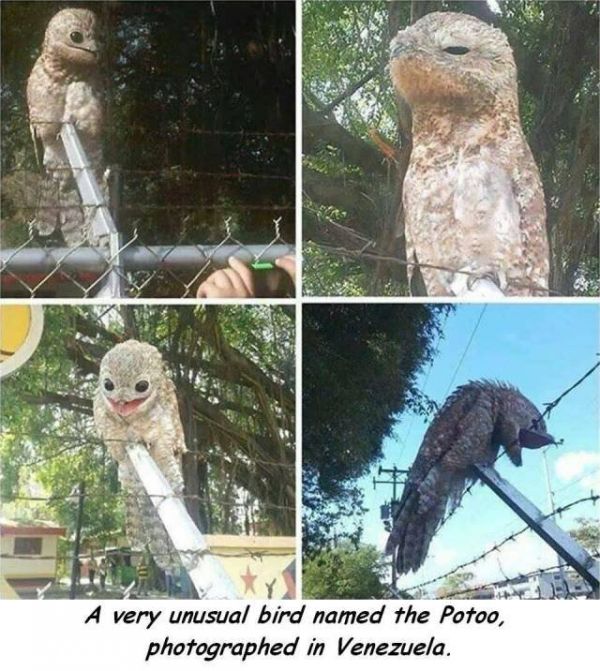 Potoo, Tarnung, selten, Vogel