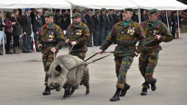 MilitÃ¤r, Wildschwein, Parade, Waffe