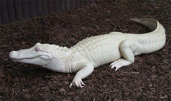 Reptil, Albino, Krokodil,