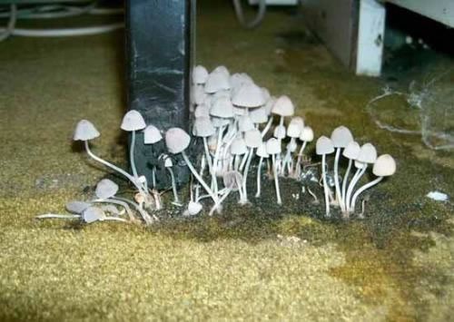 Pilze auf Teppich - Ekelhaft