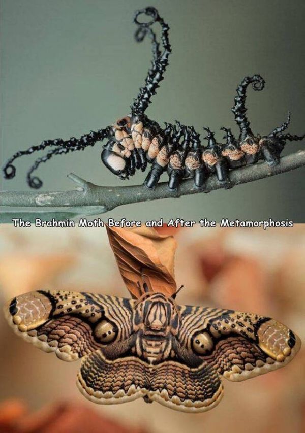 Insekt, Brahmanenmotte, Metamorphose
