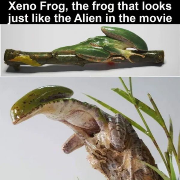 Die besten 100 Bilder in der Kategorie amphibien: Frosch, Alien, Xeno, Ausserirdisch