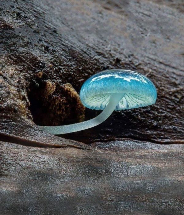 Die besten 100 Bilder in der Kategorie natur: Pilz, blau, Baum
