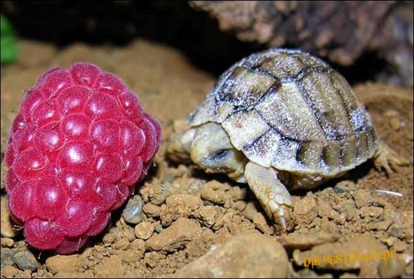 Die besten 100 Bilder in der Kategorie reptilien: Mini-SchildkrÃ¶te mit Himbeere