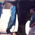 Die besten Bilder in der Kategorie tiere: Elefanten-Arschkriecher