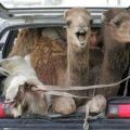 Die besten Bilder in der Kategorie transport: Kamel und Ziege singen auf der Arche Noah
