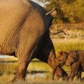 Die besten Bilder in der Kategorie tiere: Elefantenkind wird angeschissen