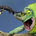 Die besten Bilder in der Kategorie tiere: Chameleon mit Jungem