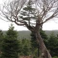 Die besten Bilder in der Kategorie natur: Baum in Baum