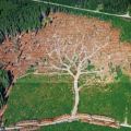 Die besten Bilder in der Kategorie natur: Wald-Rodung in Baumform