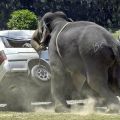 Die besten Bilder:  Position 85 in tiere - Elefant kippt Auto um!