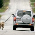Die besten Bilder in der Kategorie hunde: Gassi gehn mit Hund und Auto