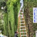 Die besten Bilder in der Kategorie gefaehrlich: Arbeitssicherheit - Leiter stapeln beim Hecken schneiden