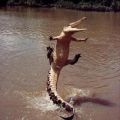 The Best Pics:  Position 30 in  - Funny  : Krokodil fliegt in Fluss