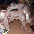 Die besten Bilder in der Kategorie tiere: Doggy-Deer-Style