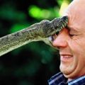 Die besten Bilder in der Kategorie reptilien: Schlange beisst ins Gesicht