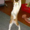 The Best Pics:  Position 95 in  - Funny  : Alien-Katze tanzt