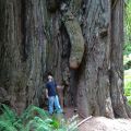 Die besten Bilder in der Kategorie natur: Riesen-Baum