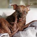 Die besten Bilder in der Kategorie hunde: Hässlicher Hund
