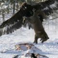Die besten Bilder:  Position 71 in tiere - Adler schnappt sich Fuchs