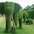 Die besten Bilder:  Position 188 in natur - Elephanten Garten Hecke Busch
