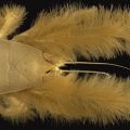 The Best Pics:  Position 98 in  - Funny  : Yeti Crab