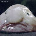 Die besten Bilder in der Kategorie fische_und_meer: Blobfish