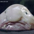 Die besten Bilder:  Position 18 in fische und meer - Blobfish